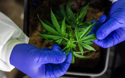 CBD és THC: mi a különbség közöttük?